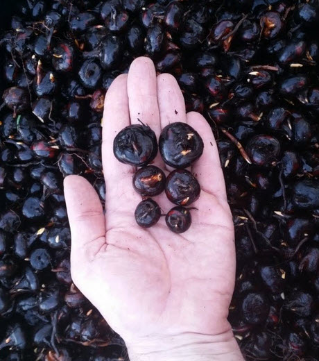 WATER-CHESTNUTS
